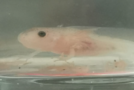 R1080 Donation and Adopt 6 Axolotl