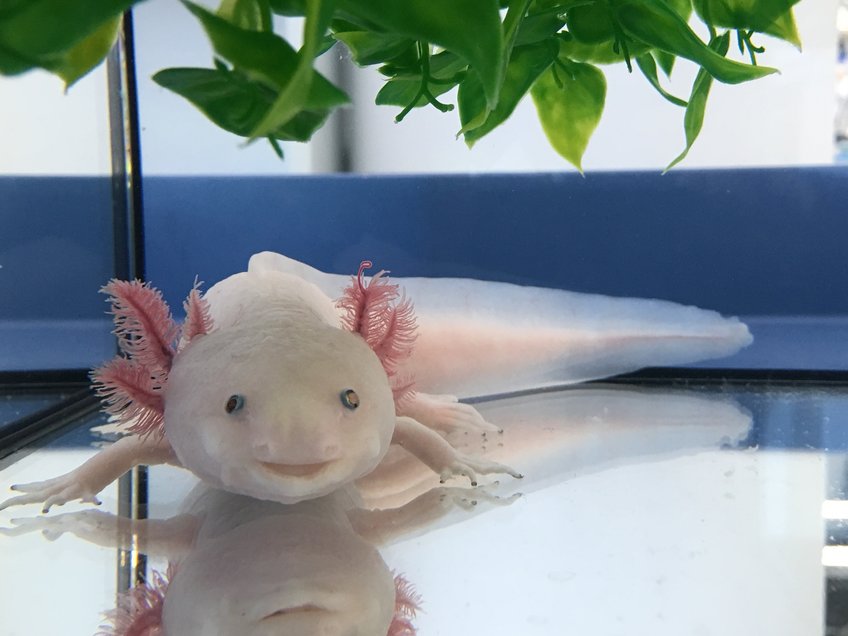 R1620 Donation and Adopt 9 Axolotl