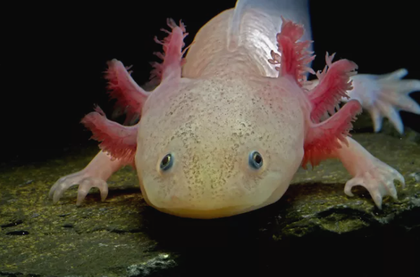 R1650 Donation and Adopt 10 Axolotl