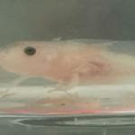 Axolotl Help Space